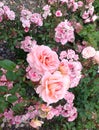 Pink rose flower garden grass summer nature photo Royalty Free Stock Photo
