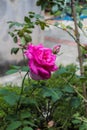 Pink Rose Flower in the Garden - SÃÂ£o Paulo, Brazil