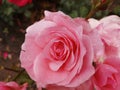 Pink Rose Flower Gardening Nature pettels