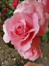 Pink Rose Flower Gardening Nature pettels