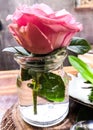 A pink rose flower in a glass on the table. pink rose close-up. Royalty Free Stock Photo