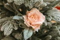 Pink rose flower with glitter on frosted green pine branches Royalty Free Stock Photo