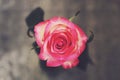 Pink rose flower on gray background, top view