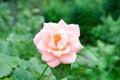 Pink rose flower on a green background. Nature. rose in the garden. Close-up. Royalty Free Stock Photo