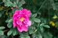 Pink rose flower with green branches. natural background Royalty Free Stock Photo