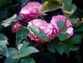 Pink rose flower green leaf covered full bloom