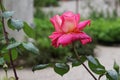 Pink rose flower with green leaves on a dark background Royalty Free Stock Photo