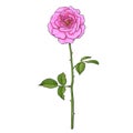 Pink rose flower with green leaves and long stem. Realistic hand drawn vector illustration in sketch style. Royalty Free Stock Photo