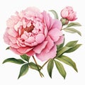Realistic Pink Peony Clipart On White Background