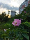 pink rose flower and green leaves on sunset background