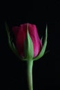 Pink rose flower with a green stem against a black background low key lighting Royalty Free Stock Photo