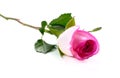 Pink rose flower isolate on white background Royalty Free Stock Photo