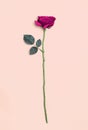 Pink rose flower isolated on white background Royalty Free Stock Photo