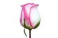 Pink rose flower isolated on white background,bud flower Royalty Free Stock Photo