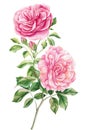 Pink rose flower isolated white background. Hand drawn bouquet of flower, watercolor floral illustration for design Royalty Free Stock Photo