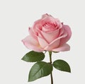 pink rose flower isolated on a white background Royalty Free Stock Photo