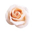 Pink rose flower isolated on white background, soft focus and clipping path Royalty Free Stock Photo