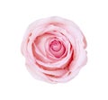 Pink rose flower isolated on white background, soft focus and clipping path Royalty Free Stock Photo