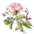 Pink rose flower isolated on white background. Watercolor illustration.