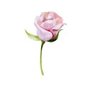 The pink rose flower isolated on white background, watercolor illustration Royalty Free Stock Photo