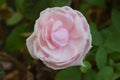 Pink Rose flower Royalty Free Stock Photo