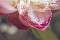 Pink rose flower leaf closeup with bokeh Royalty Free Stock Photo