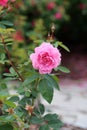 Pink Rose Flower and Leaves in a Closeup Royalty Free Stock Photo