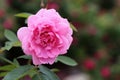 Pink Rose Flower and Leaves in a Closeup Royalty Free Stock Photo