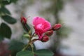 Pink Rose Flower and Leaves in a Closeup Royalty Free Stock Photo