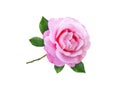 Pink rose flower and leaves