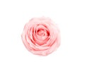 Pink rose flower light skin petal top view isolated on white background and clipping path Royalty Free Stock Photo