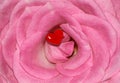 Pink Rose Flower Love Red Heart