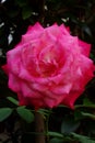 Pink rose flower Royalty Free Stock Photo