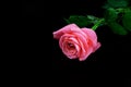 Pink rose flower is lying on an isolated black background