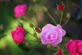 Pink rose flower Royalty Free Stock Photo