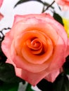Pink Rose Flower. Royalty Free Stock Photo