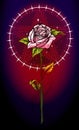 Pink rose flower with pentagram star Royalty Free Stock Photo