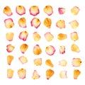 Pink rose flower petals isolated over the white background Royalty Free Stock Photo
