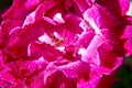 Pink Rose Flower Petals Royalty Free Stock Photo