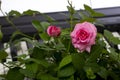 Pink rose flower on piano keys background Royalty Free Stock Photo