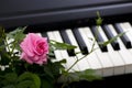 Pink rose flower on piano keys background Royalty Free Stock Photo