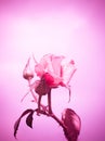 Pink of rose flower with pink color filter