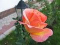 Pink rose flower plant in the garden photo Royalty Free Stock Photo
