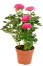 Pink Rose in the flower pot