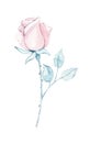 Pink rose flower. Provence, Spring, summer floral Watercolor hand painted isolated elements on white background