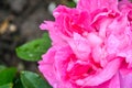 Pink rose flower, rain drops. Close-up photo of garden flower with shallow DOF Royalty Free Stock Photo