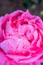 Pink rose flower, rain drops. Close-up photo of garden flower with shallow DOF Royalty Free Stock Photo