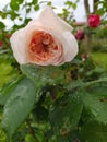 A Pink rose flower with raindrops Royalty Free Stock Photo