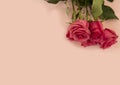 Pink Rose flower with raindrops on background pink roses flowers. Nature.