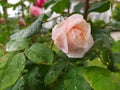 A Pink rose flower with raindrops Royalty Free Stock Photo